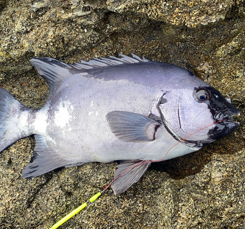 イシダイの釣果