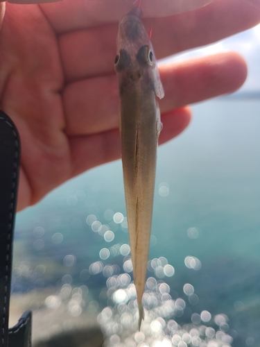 シロギスの釣果