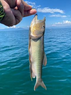 ケタバスの釣果