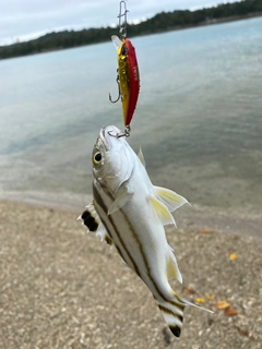 クワガナーの釣果