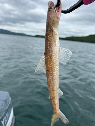 エソの釣果