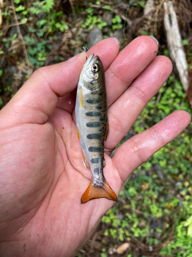 アマゴの釣果