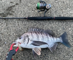 チヌの釣果