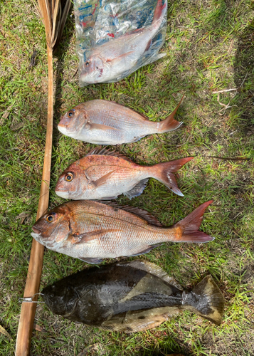 マダイの釣果