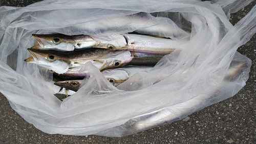 カマスの釣果