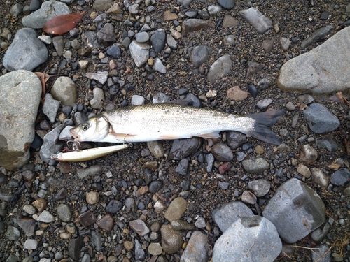 ウグイの釣果