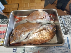 マダイの釣果