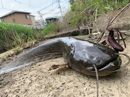 ナマズの釣果