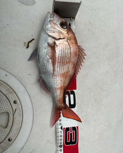 タイの釣果