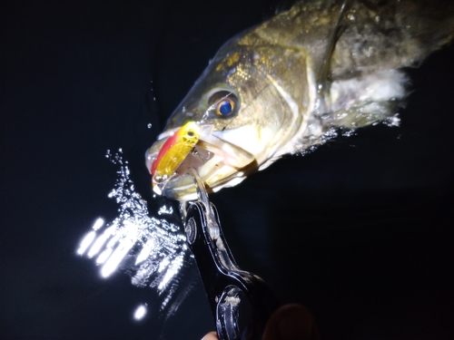 スズキの釣果