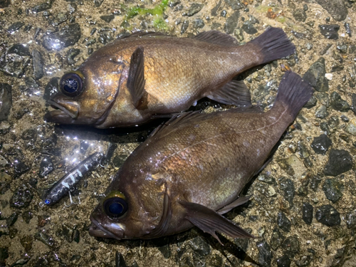 メバルの釣果