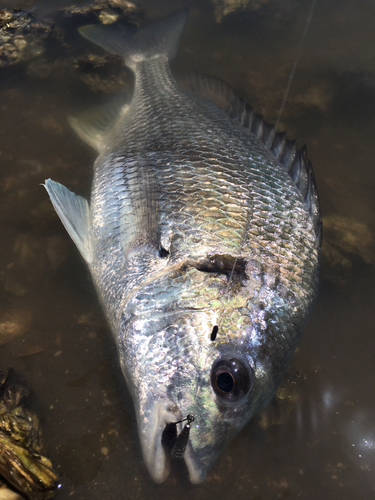 キビレの釣果