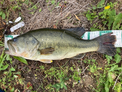 ブラックバスの釣果