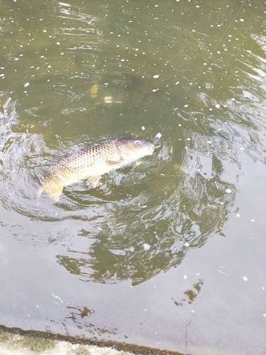 コイの釣果