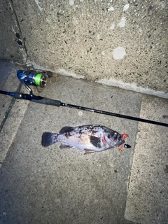 クロソイの釣果