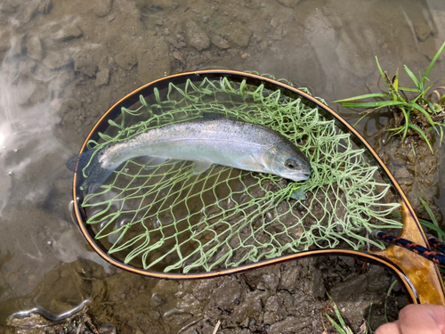 ニジマスの釣果