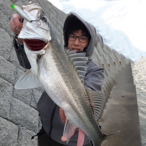 マルスズキの釣果