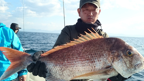 マダイの釣果