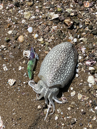 シリヤケイカの釣果