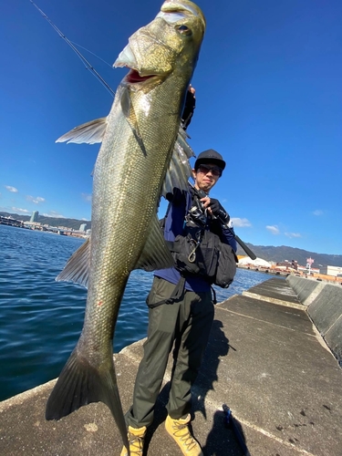 マルスズキの釣果