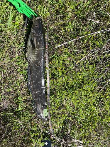 ナマズの釣果