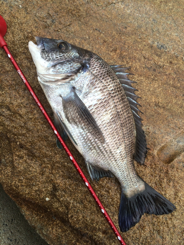 チヌの釣果