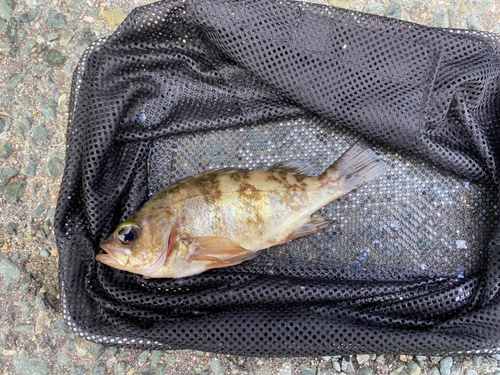 メバルの釣果