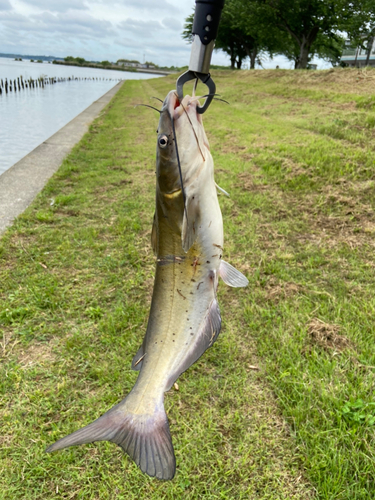 アメリカナマズの釣果