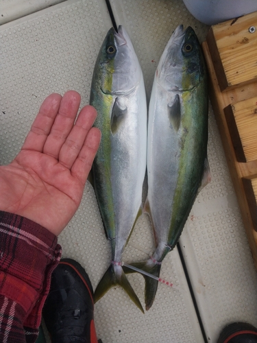 ハマチの釣果