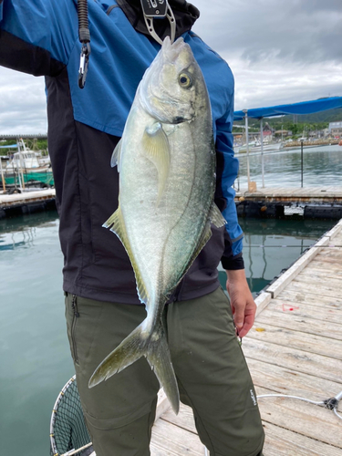 シマアジの釣果