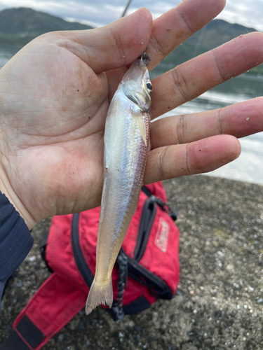 キスの釣果