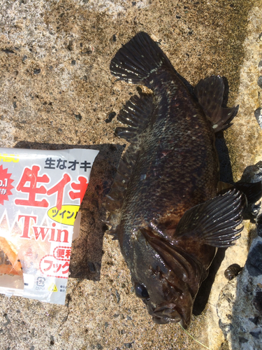 クロソイの釣果