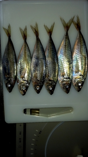 アジの釣果