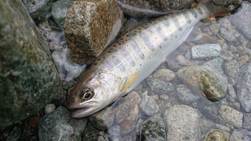 アマゴの釣果