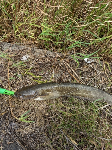 ナマズの釣果