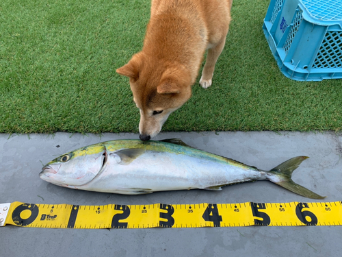 メジロの釣果