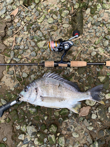 チヌの釣果