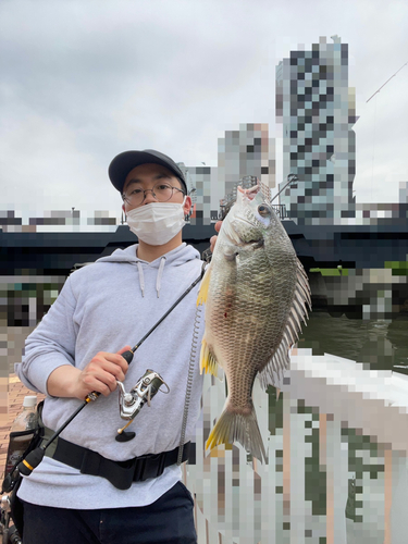 キビレの釣果