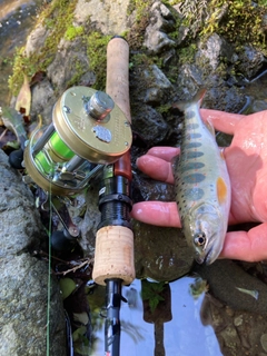 アマゴの釣果