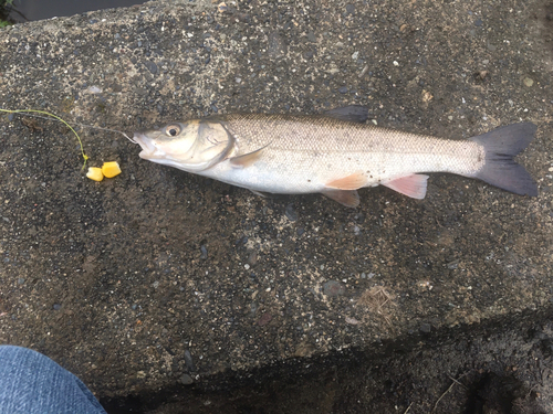 ウグイの釣果