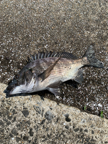 チヌの釣果