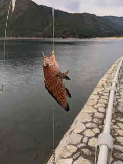 オオモンハタの釣果