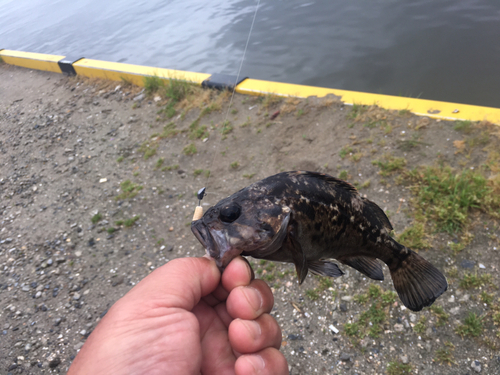 キスの釣果