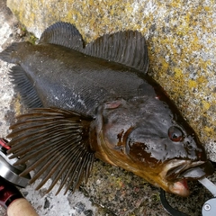 ウサギアイナメの釣果