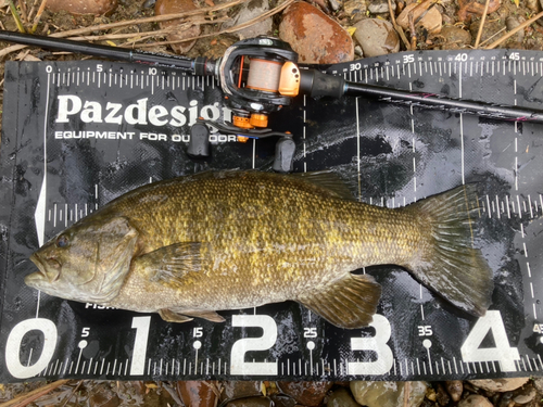 スモールマウスバスの釣果