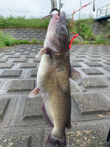 アメリカナマズの釣果