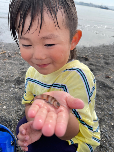 トラギスの釣果