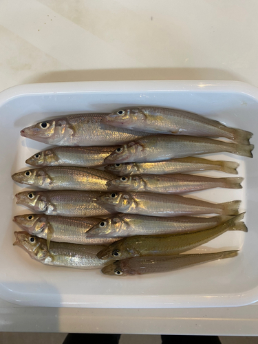 キスの釣果