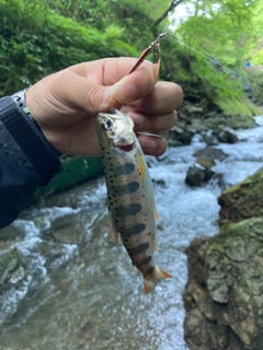 アマゴの釣果