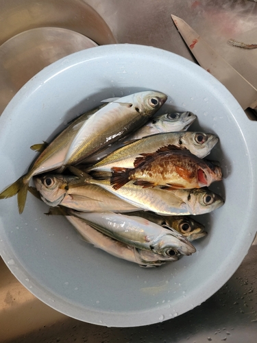 アジの釣果